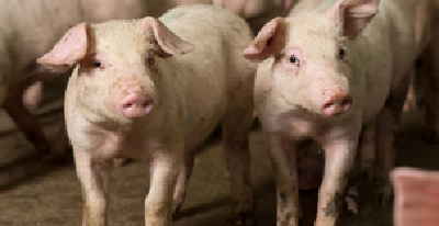 农业农村部： 今年猪价高峰或在9月前后出现 
