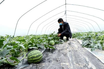 鲜果种植开启富民路 赤壁农业产业化发展形势喜人
