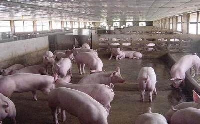 农业农村部部长：后市猪肉价格不会再大幅度上涨