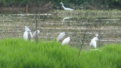 绝美航拍 | 宜都枝城惊现野生白鹭群