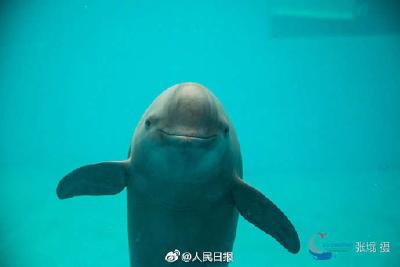 长江江豚拟升级为国家一级保护动物