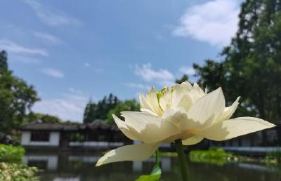 武汉东湖荷花绽放杭州西湖