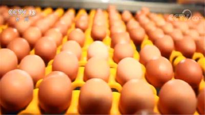 全国鸡蛋价格持续低位运行 进入6月份价格或有所上升