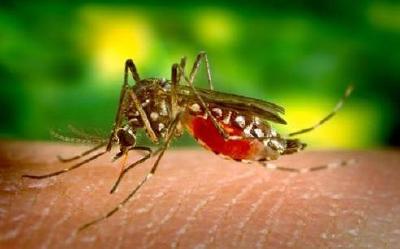 研究首次证实！蚊子不能传播新冠病毒