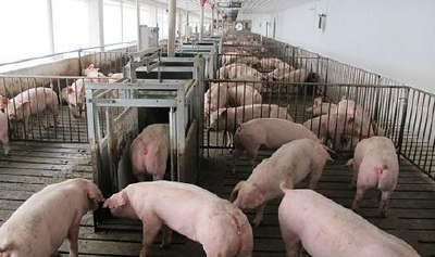 两部门发布2020惠农政策：对动物疫病强制扑杀给予补助