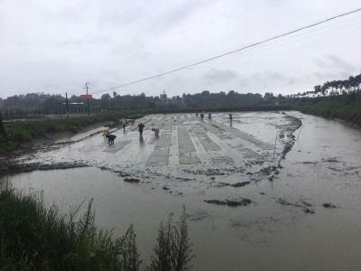 湖北4000多名农业科技工作者 奔赴一线抗灾减灾