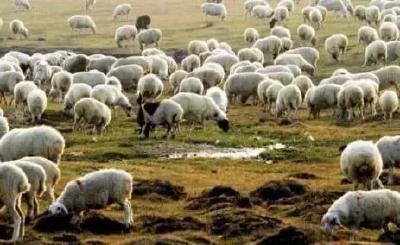 蒙古国捐赠的3万只羊，最新进展来了