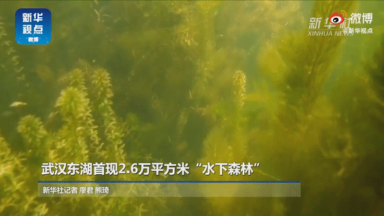 ​“水下森林”你见过吗？武汉东湖首现2.6万平方米“水下森林”