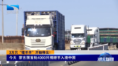 3万只“暖羊羊”开始移交！蒙古国首批4000只捐赠羊入境中国 