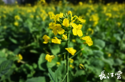 “油（有）菜（才）花（华）”也能定制了！一年四季，想开就开！