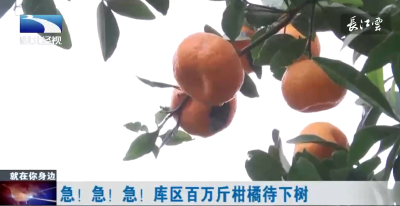 长江云——急！急！急！库区百万斤柑橘待下树