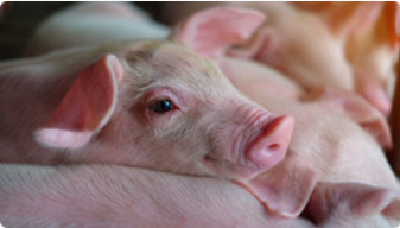 生猪存栏恢复至常年水平90%以上 明年上半年生猪产能可完全恢复