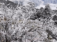 雪后神农架 景色分外美