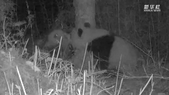 有点甜！野生大熊猫“接吻”被拍