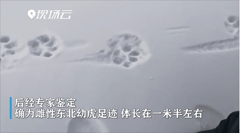 “大王”来巡边！黑龙江边境发现野生东北虎脚印