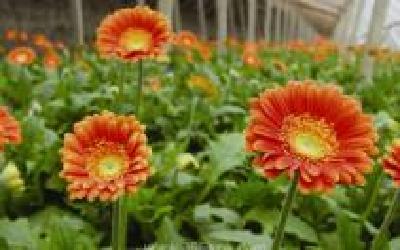 孝感打工妹汪丽：鲜花为伴带富乡邻