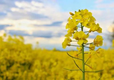 湖北最美油菜花海在哪儿？省四家单位联合征集！