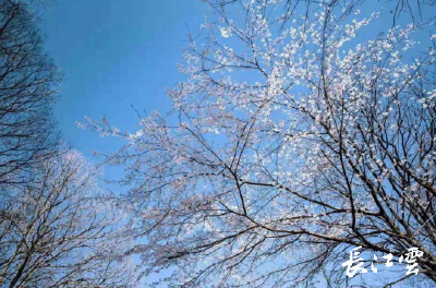 美轮美奂！随州大洪山花似雪雪如花 樱花和雪傻傻分不清