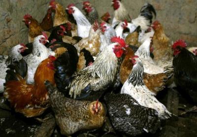 全球首次发现人感染H5N8型禽流感病毒