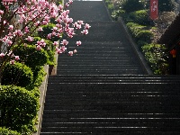 百步梯上的春天