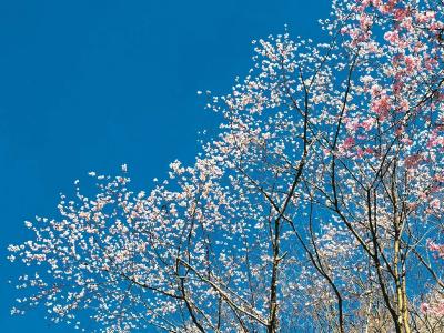 麻城龟峰山景区开放，快去赏野樱花