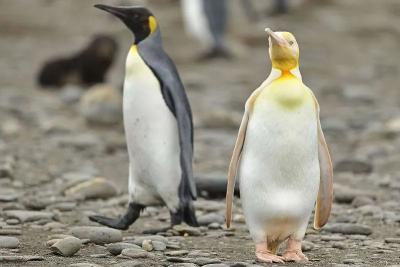罕见！南极现全球首只金色企鹅