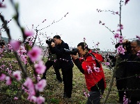 竹山300亩花桃花争艳