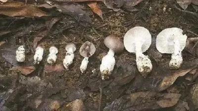 剧毒蘑菇，紧急搜山！