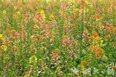 谁说油菜花只有黄色，七彩油菜花看过没？