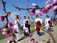 竹山300亩花桃花争艳