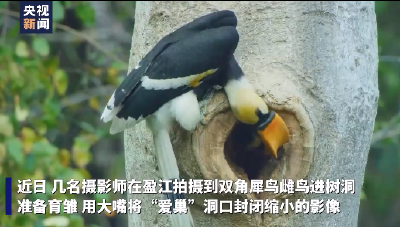 我国摄影师意外拍到双角犀鸟封巢罕见影像