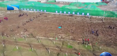 第43个植树节 | 种下一棵树 撑起一片绿