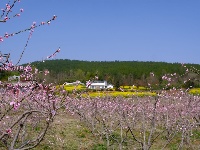 竹山300亩花桃花争艳