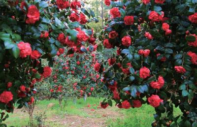 湖北赏花地图 | 各色茶花已开，就等你来！