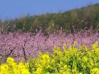 竹山300亩花桃花争艳