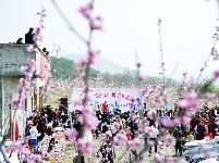 竹山300亩花桃花争艳