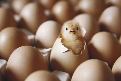熟鸡蛋孵小鸡，科研岂能驰于妄想