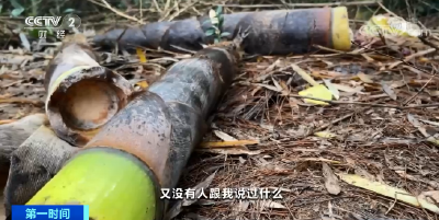 1根1万元？游客挖笋遭“天价”索赔？！真相是…