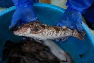 日本福岛县海域鱼类因放射性物质超标被禁止上市