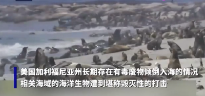美国加州常年倾倒有毒废物入海 当地25%成年海狮患癌