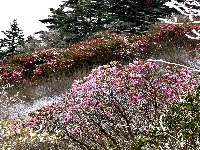 神农五月杜鹃红