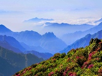 神农五月杜鹃红