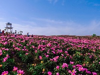 竹山：初夏紫红芍药开