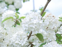 来凤：木绣球花盛放如白雪