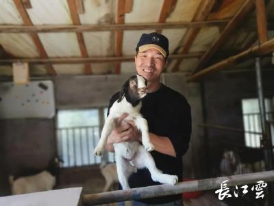 荆州:大学生“羊倌” 15年创建荆州“小兰羊”