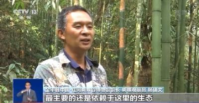 10年来规模最大“蝴蝶大爆发”！云南上亿只蝴蝶宝宝将化羽成蝶