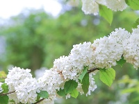 来凤：木绣球花盛放如白雪
