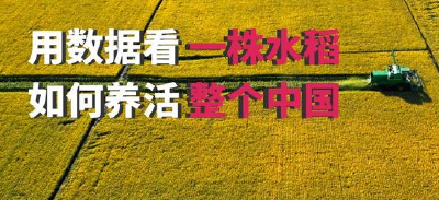 数据图解丨用数据看一株水稻如何养活整个中国