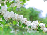来凤：木绣球花盛放如白雪