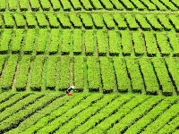 咸丰：绿色茶园生态美